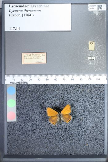 Media type: image;   Entomology 64777